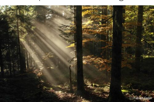 Conférence à la découverte des vieilles forêts – le 21 janvier 2026 à 18h30 à la LICORNE